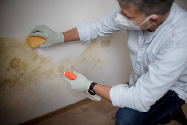 Trusted Mount Vernon, AL Mold Remediation Experts